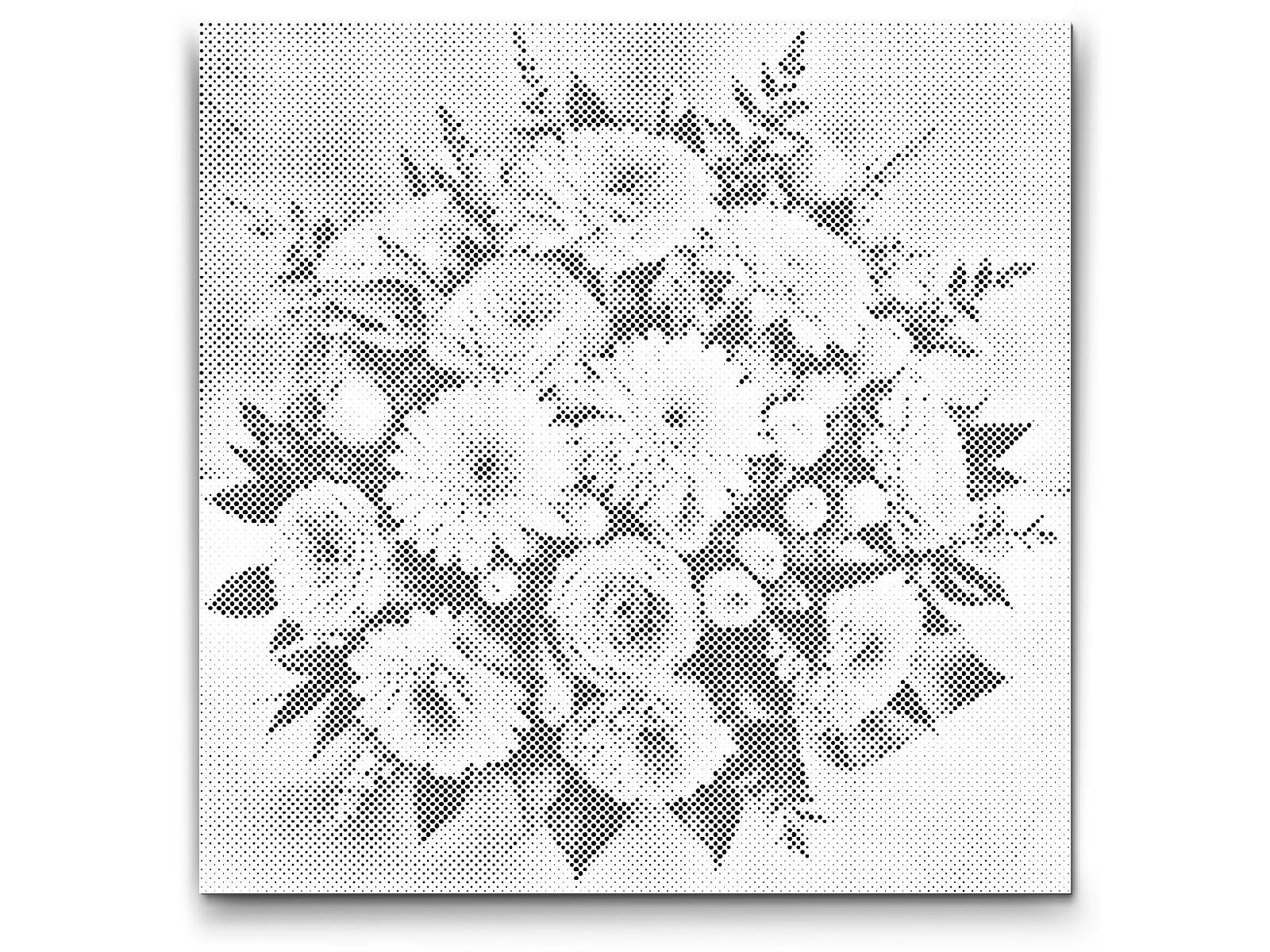 Roza šopek - Dottingo