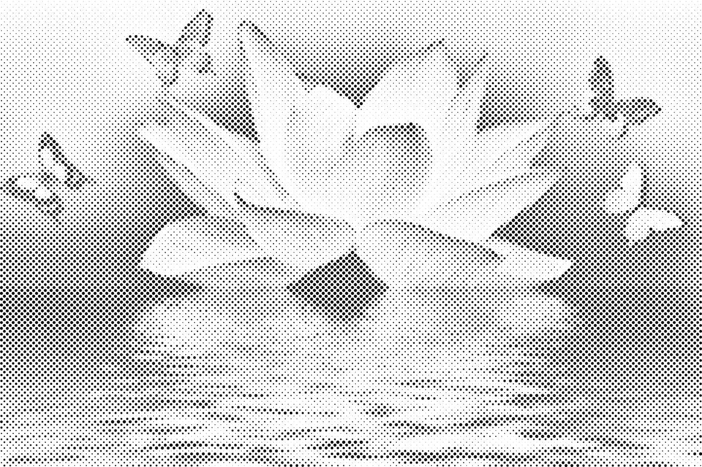 Lotus in metulj - Dottingo