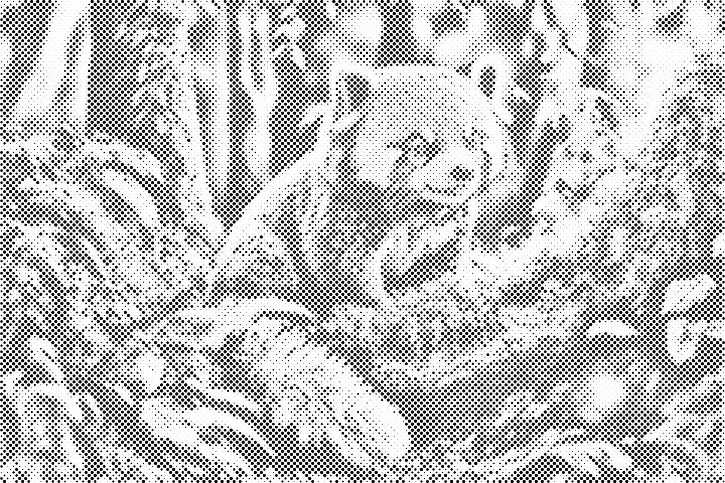 Rdeča panda - Dottingo