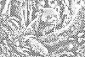 Rdeča panda - Dottingo