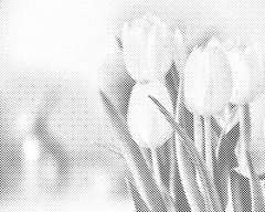 Beli tulipani - Dottingo