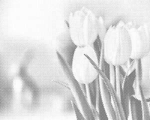 Beli tulipani - Dottingo