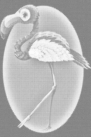 Hodeči flamingo - Dottingo