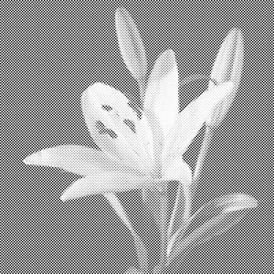 Lilije - Dottingo
