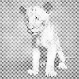 Majhen Simba - Dottingo
