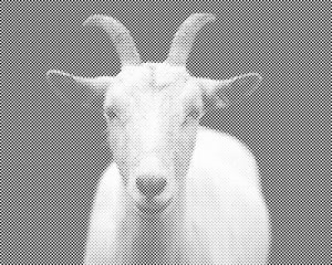 Bela koza - Dottingo