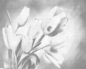Tulipani in pikapolonica - Dottingo