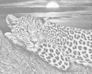 Leopard pri sončnem zahodu - Dottingo