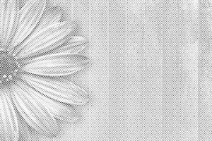 Vijolična Gerbera - Dottingo