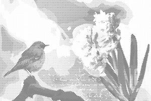 Hijacinta in ptica - Dottingo