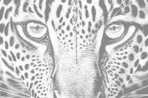 Leopard od blizu - Dottingo