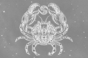 Rak - Dottingo