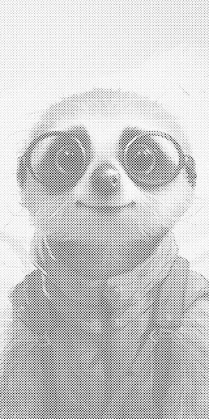 Meerkat v očalih - Dottingo