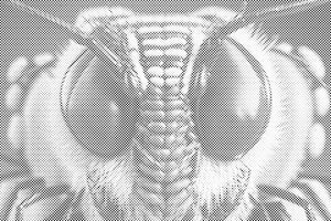Osa - Dottingo