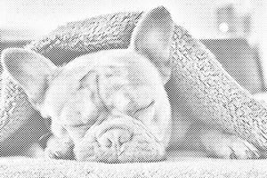 Utrujeni buldog - Dottingo