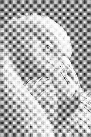 Diamantno slikanje - portret flaminga - Dottingo