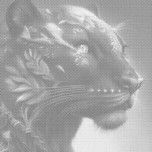 Črna puma - Dottingo