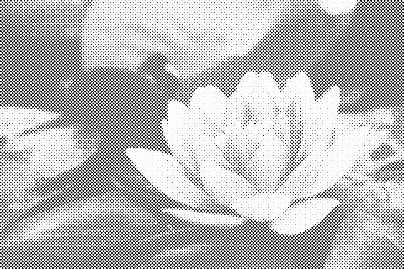Vodna lilija - Dottingo