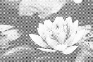 Vodna lilija - Dottingo