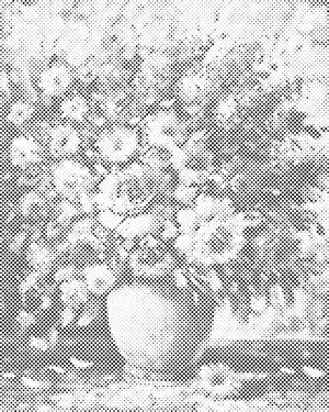 Poletni šopek - Dottingo