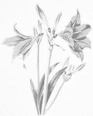 Vintage lilije - Dottingo