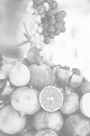 Kokos in sadje - Dottingo