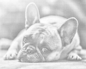 Buldog - Dottingo