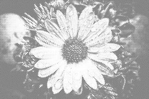 Sončnica - Dottingo